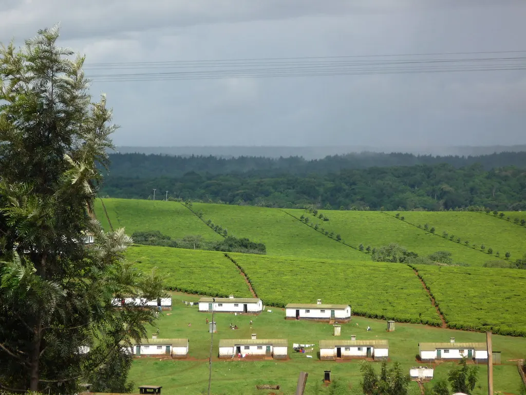 Tea plantation in Kericho, Kenya