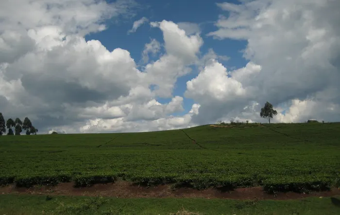 Tea plantation in East Africa